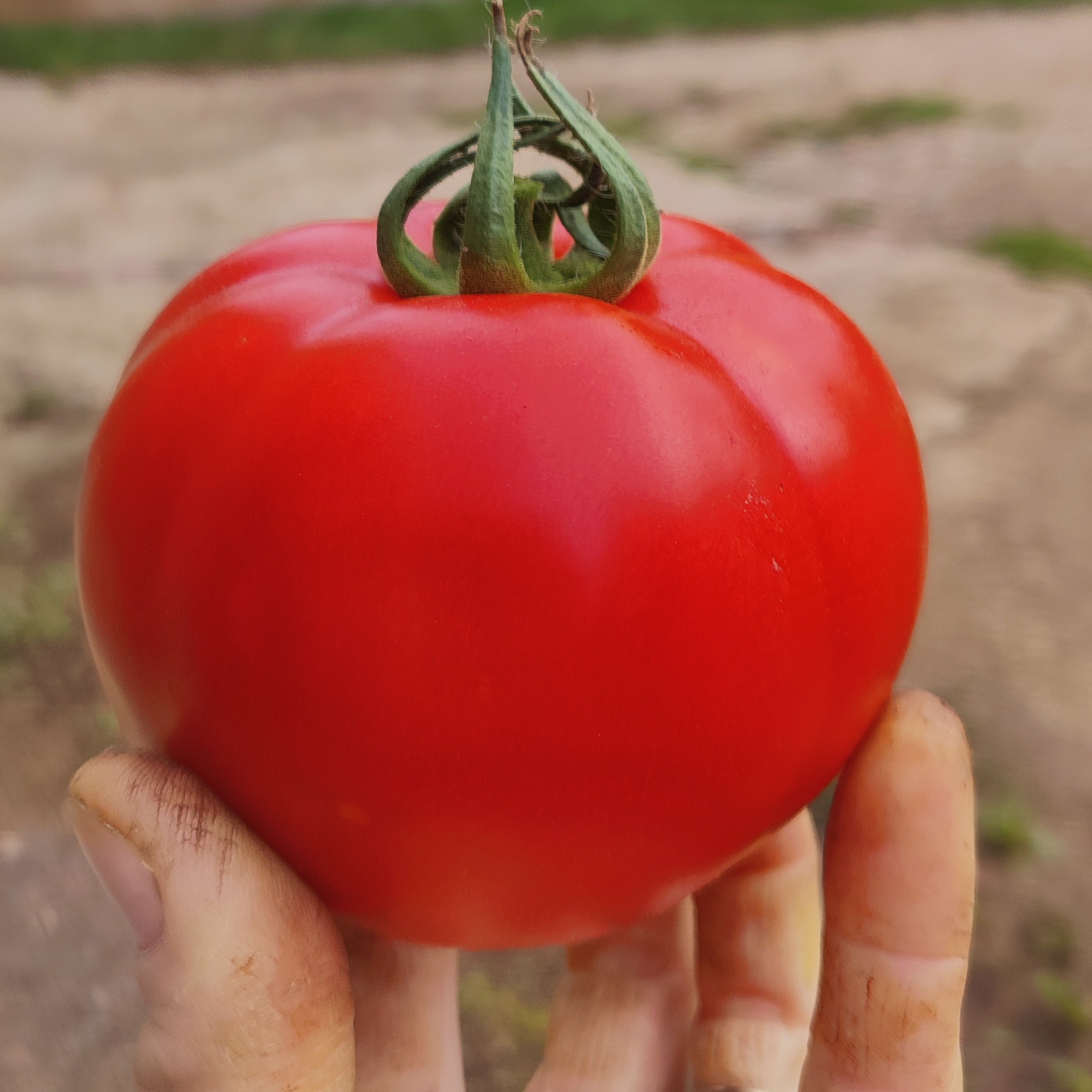 Tomates rondes classiques