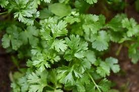 Coriandre botte
