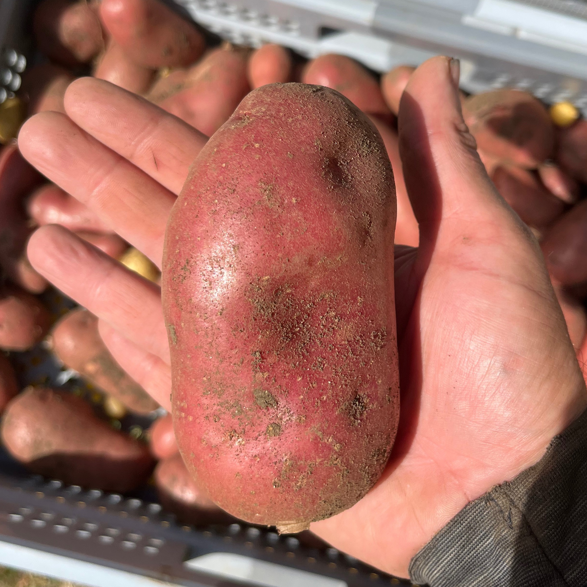 Pomme de terre Rubis (Kg)