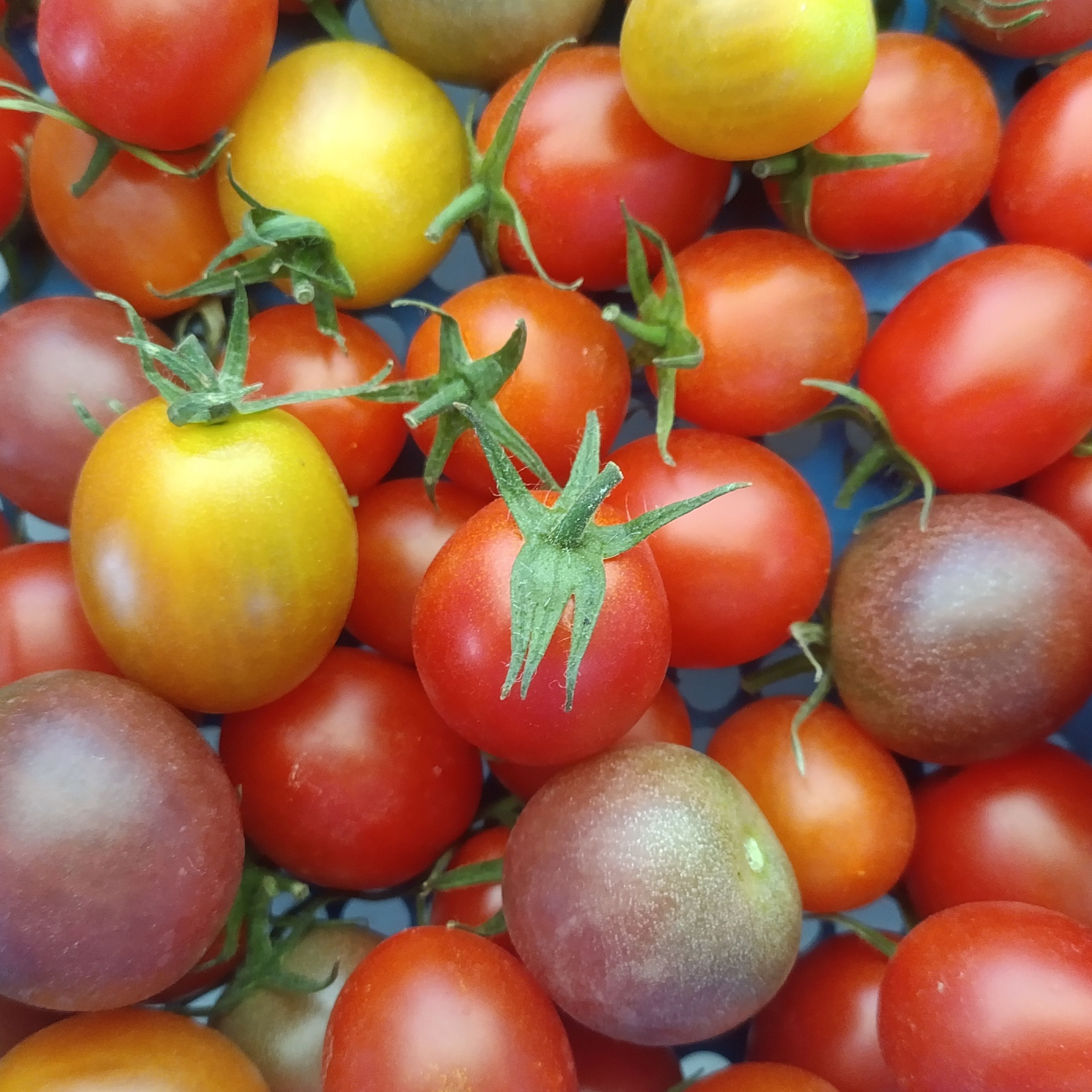 Tomates cerises rmélange - KG