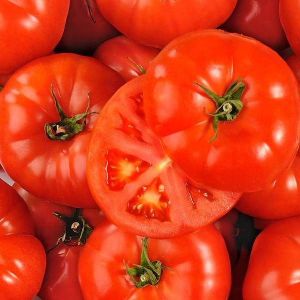 Plant tomate à farcir