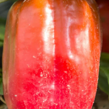 Plant de Poivron- yolo wonder
