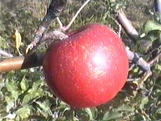 Pommier - Malus domestica "Jonathan"
