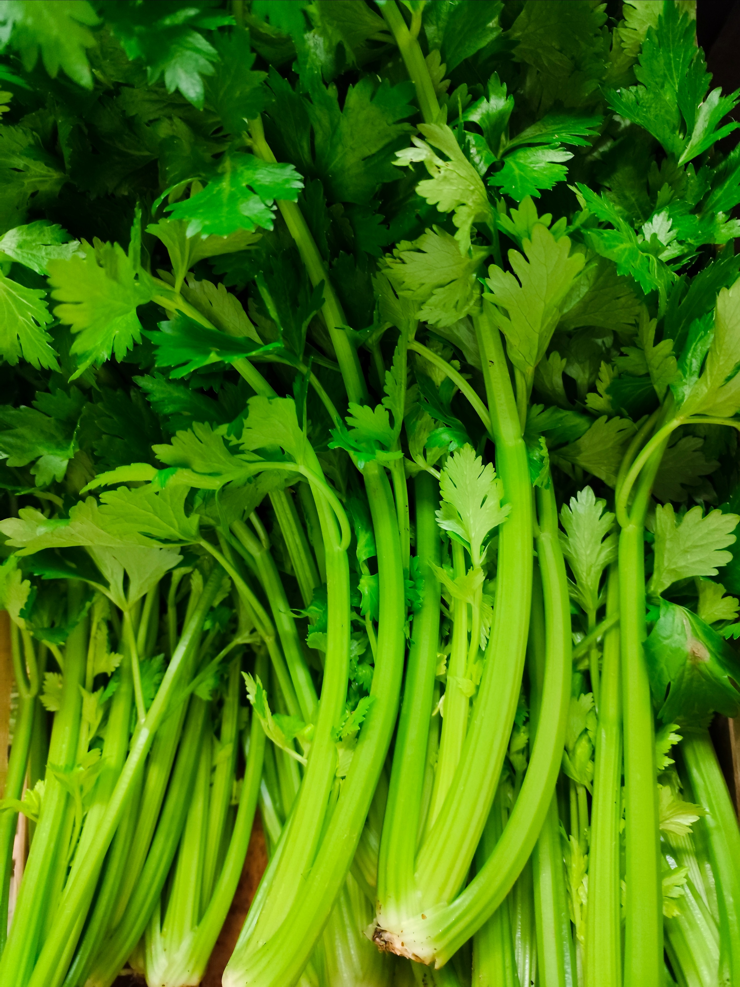 Céleri Branche - 500g