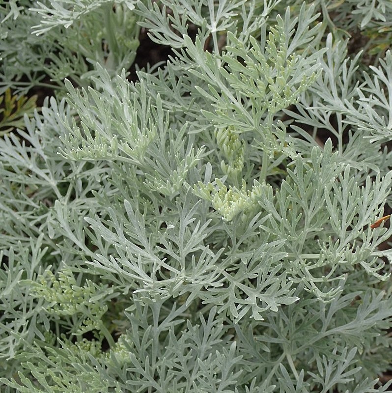Armoise arborescente argentée Pot 1,3L