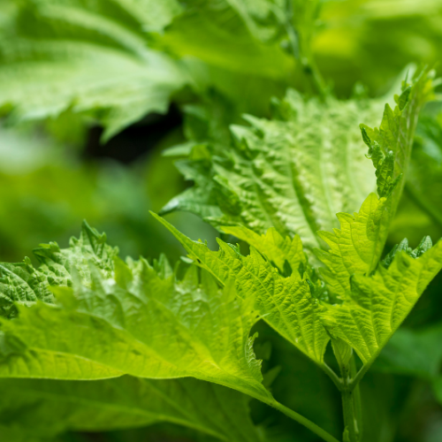 PÉRILLA VERT - SHISO Bio