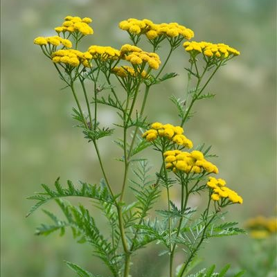 Tanaisie officinale Pot 3L