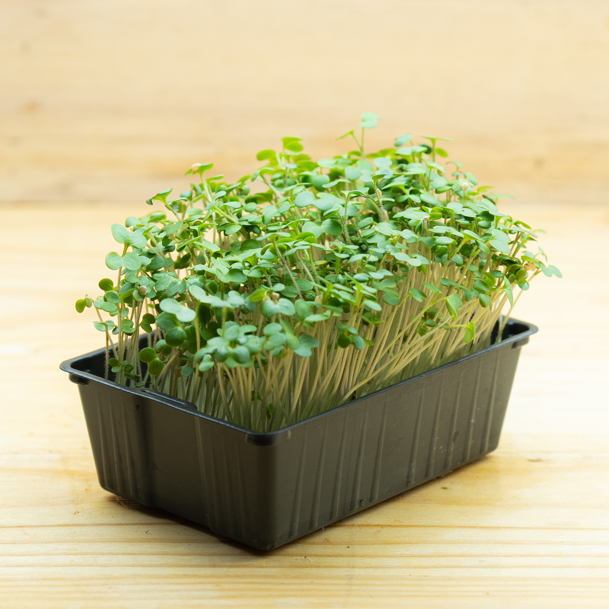 Mp-Moutarde Jaune Bio