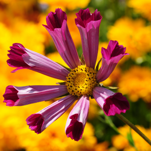 COSMOS PIPER RED Bio