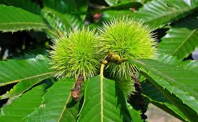 Châtaigner de semis - Castanea sativa