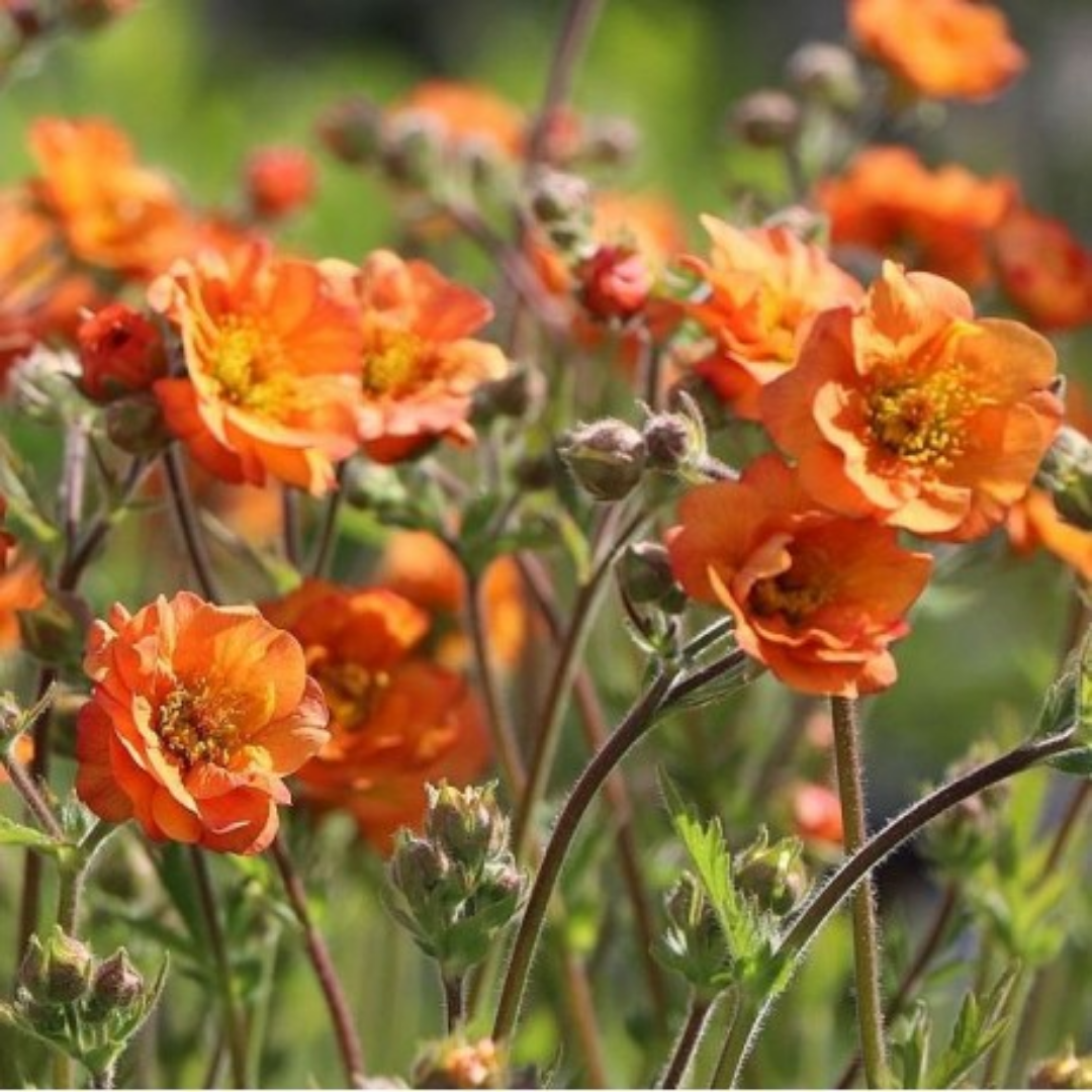 Geum ‘Princess Juliana’