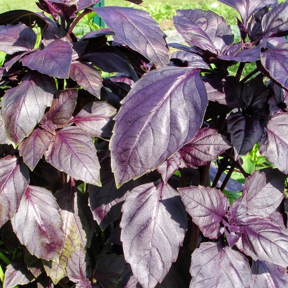 Bouquet de basilic pourpre