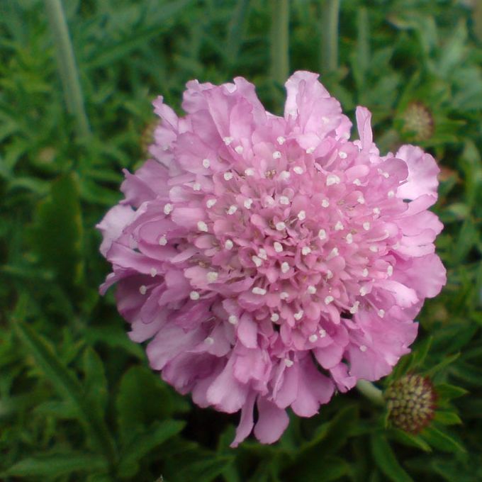 Scabieuse colombaire (Scabiosa columbaria) 'Pincushion Pink' - 1l