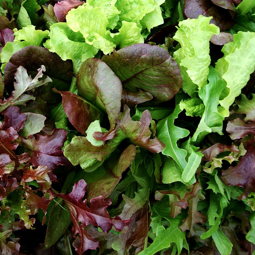 Mesclun de salade - 150g