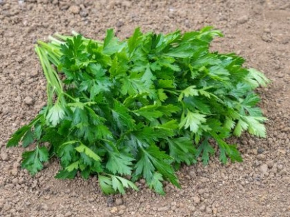 Plant de Persil Géant d'italie