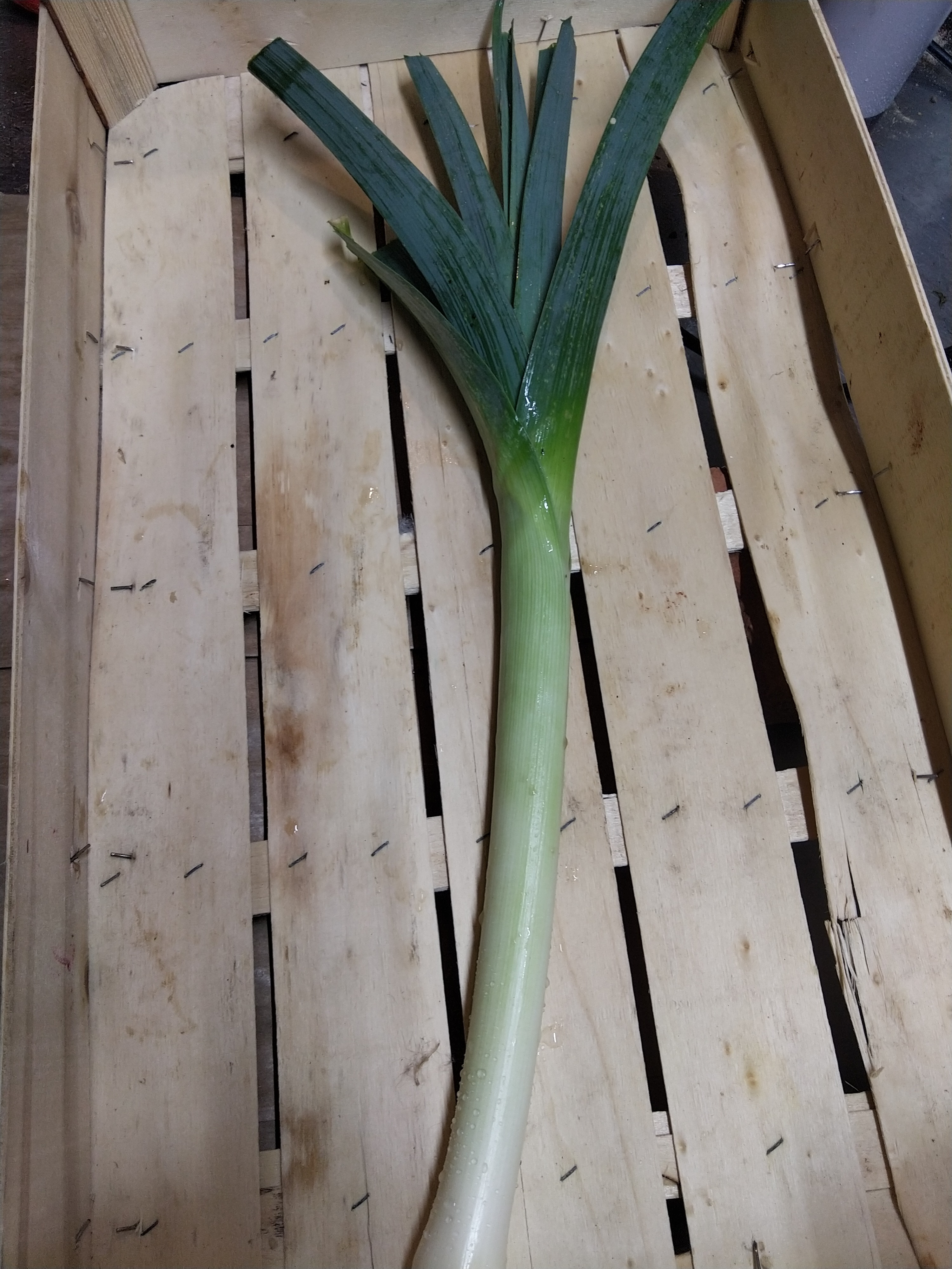 Poireau pièce - 150g