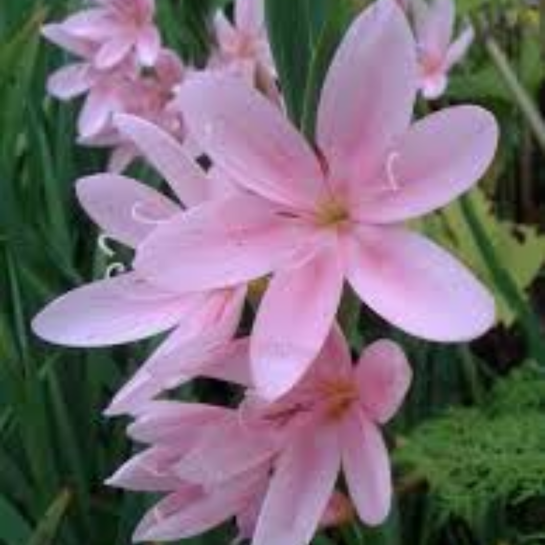 Schizostylis coccinea ‘Mrs Hegarty