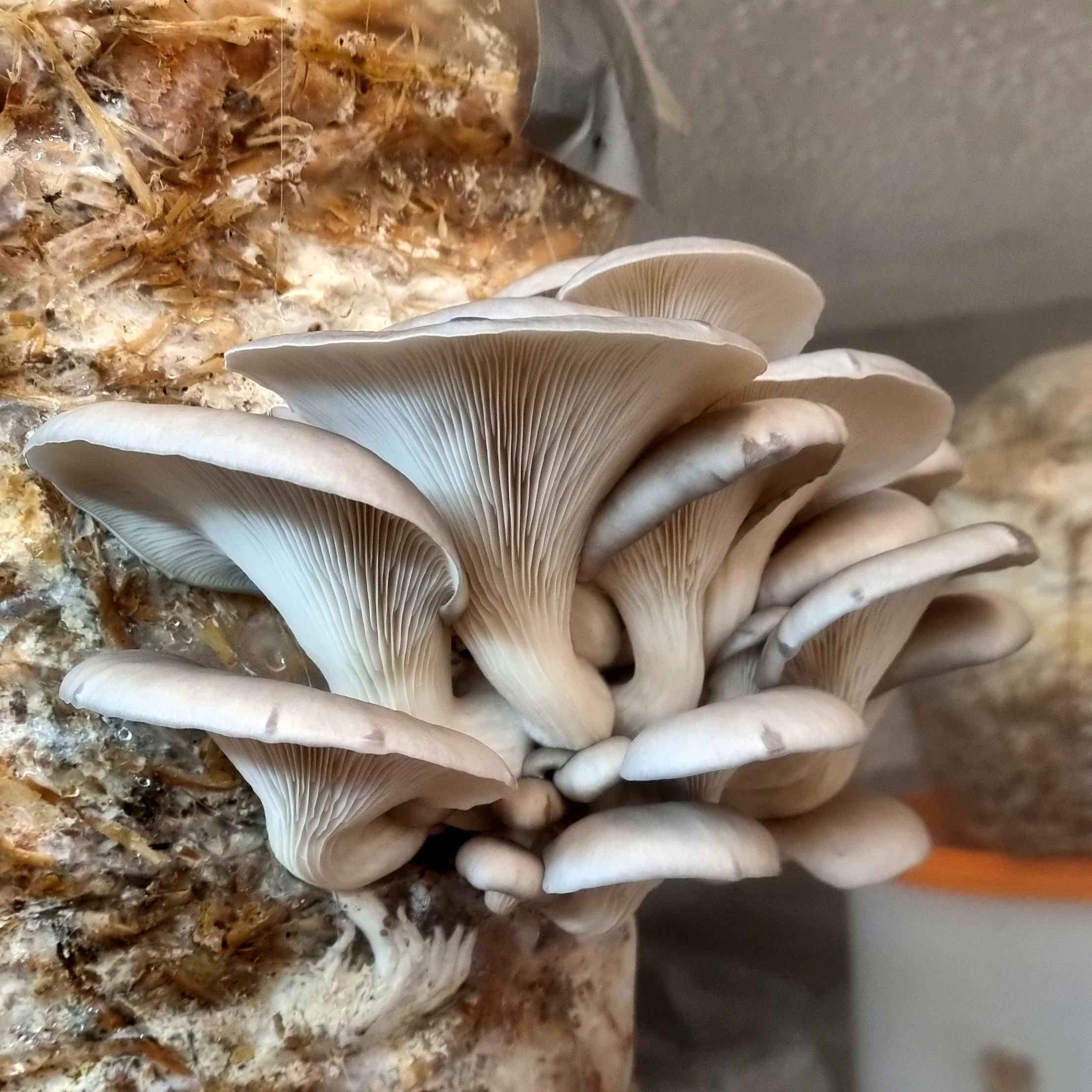Pleurotes Grises