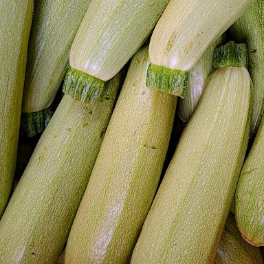 Courgette grise d'Alger - godet 8 cm