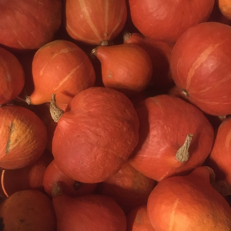 Courge potimarron (entre 1 et 1.5kg) - 1,3kg