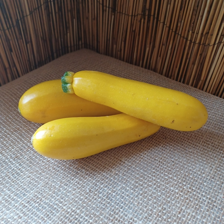 Courgette jaune - champ des papilles