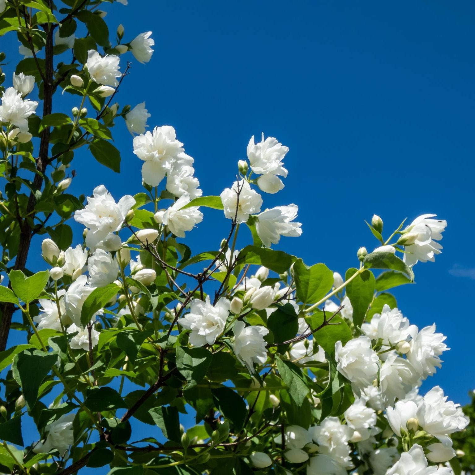 Seringat blanc (Philadelphus virginal)