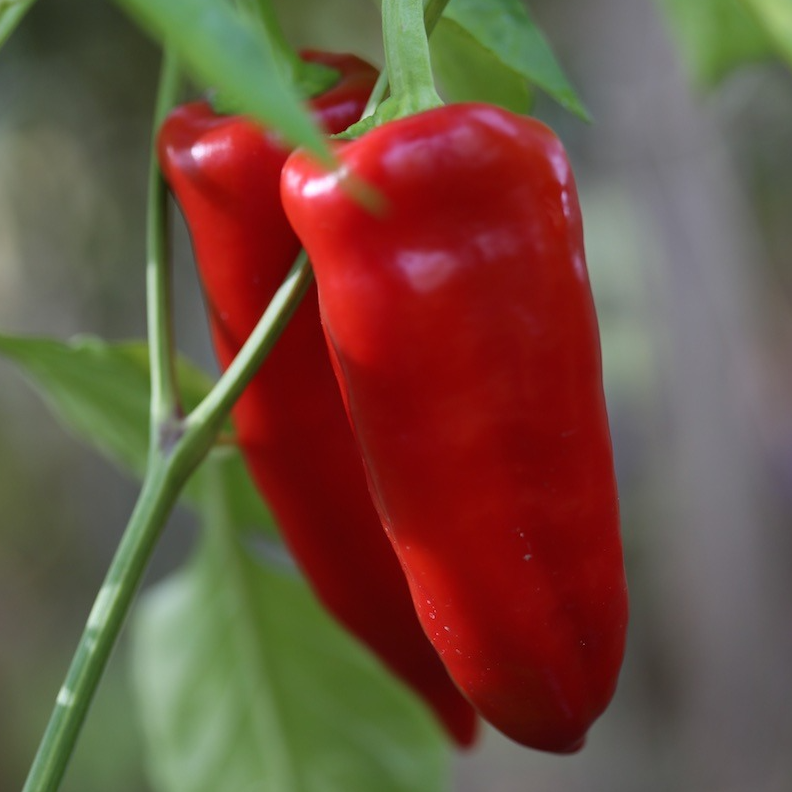 Poivron rosso duemilla en godet 8 cm