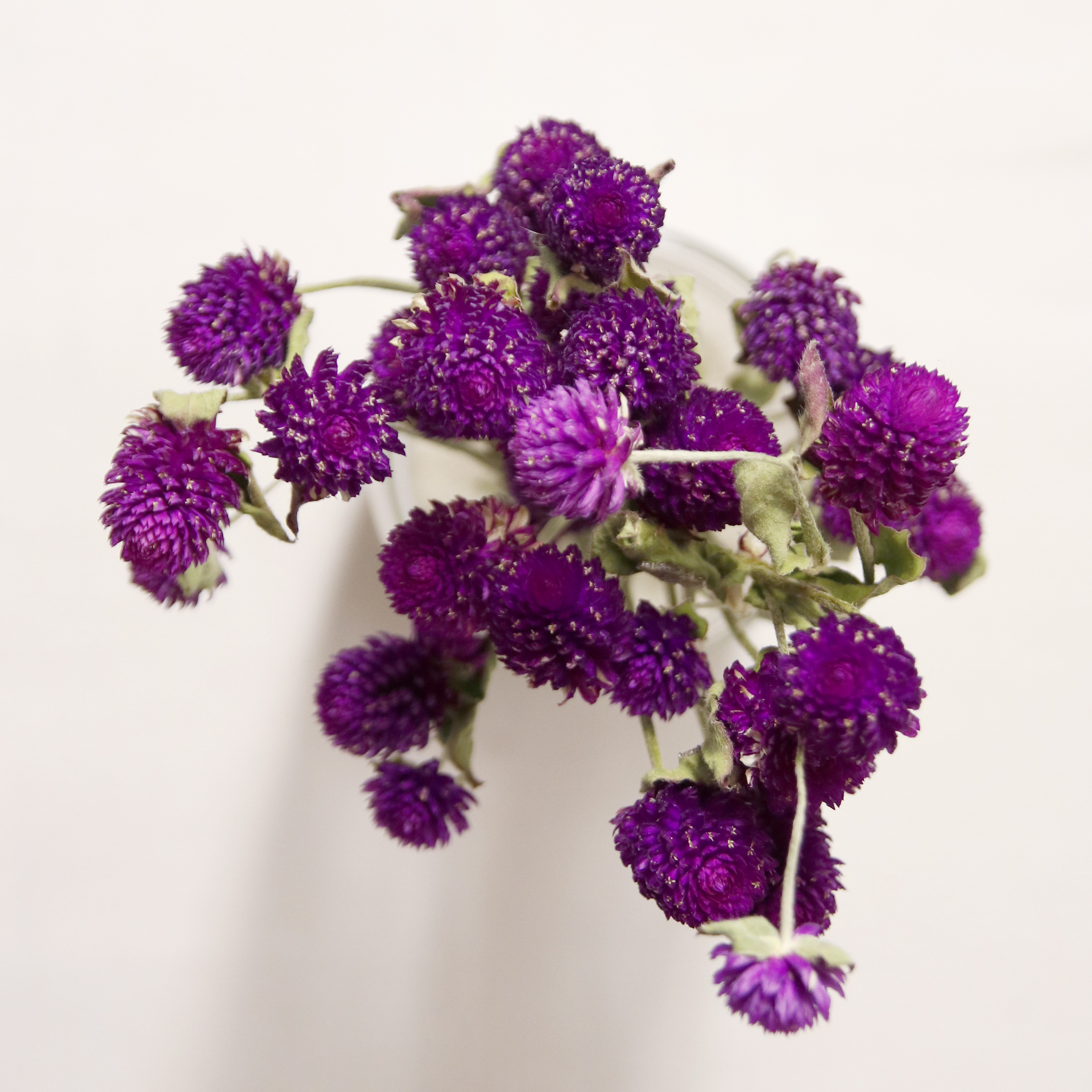 Gomphrena violet séchée