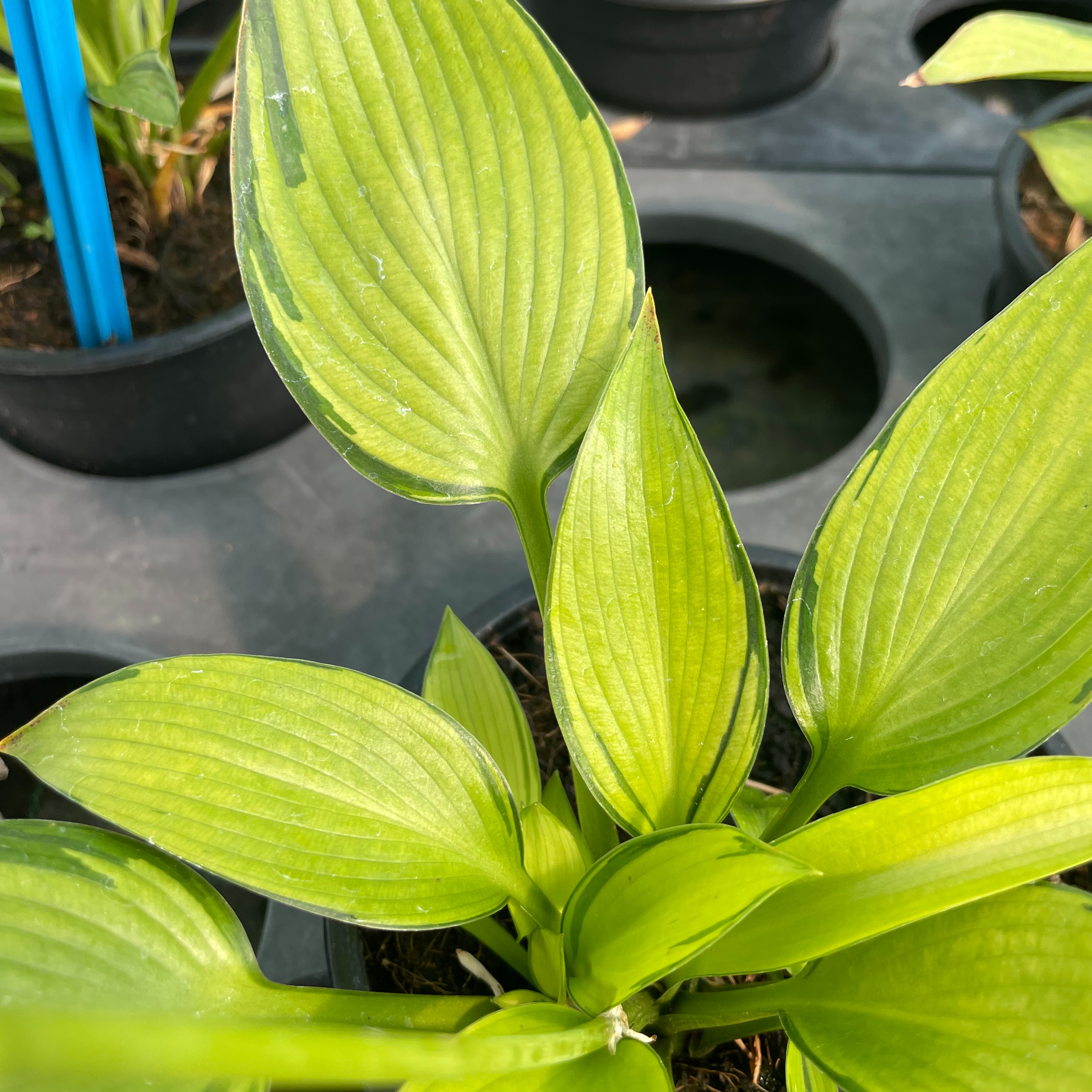 Hosta ‘June Fever’