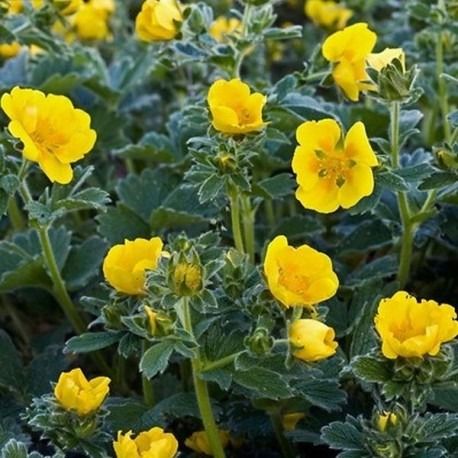 Potentille megalantha en pot 1 litre