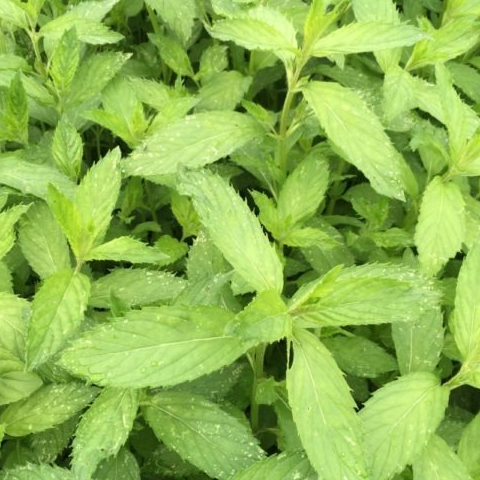 Menthe Hollywood - 30g