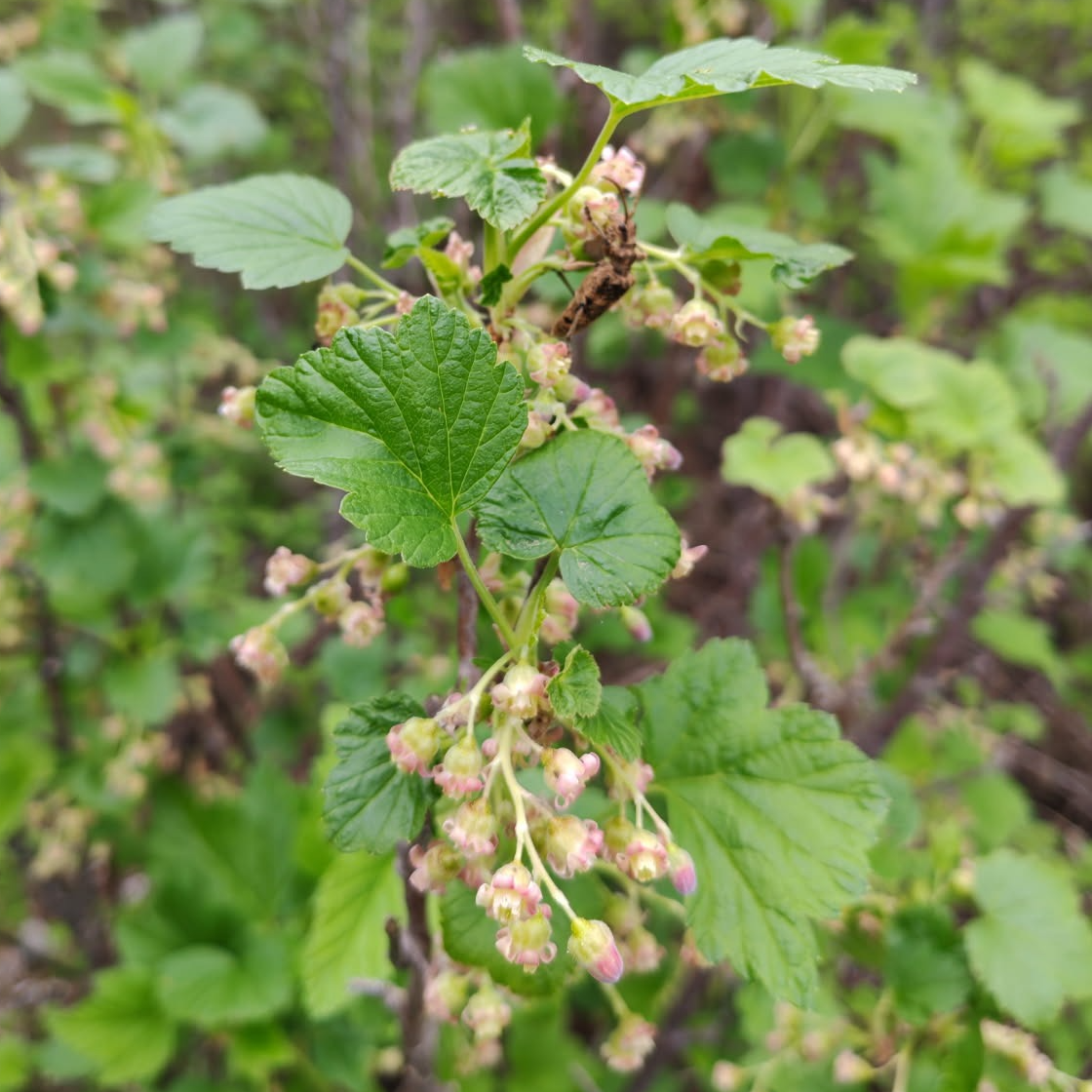 Gemmothérapie Cassis - 30ml