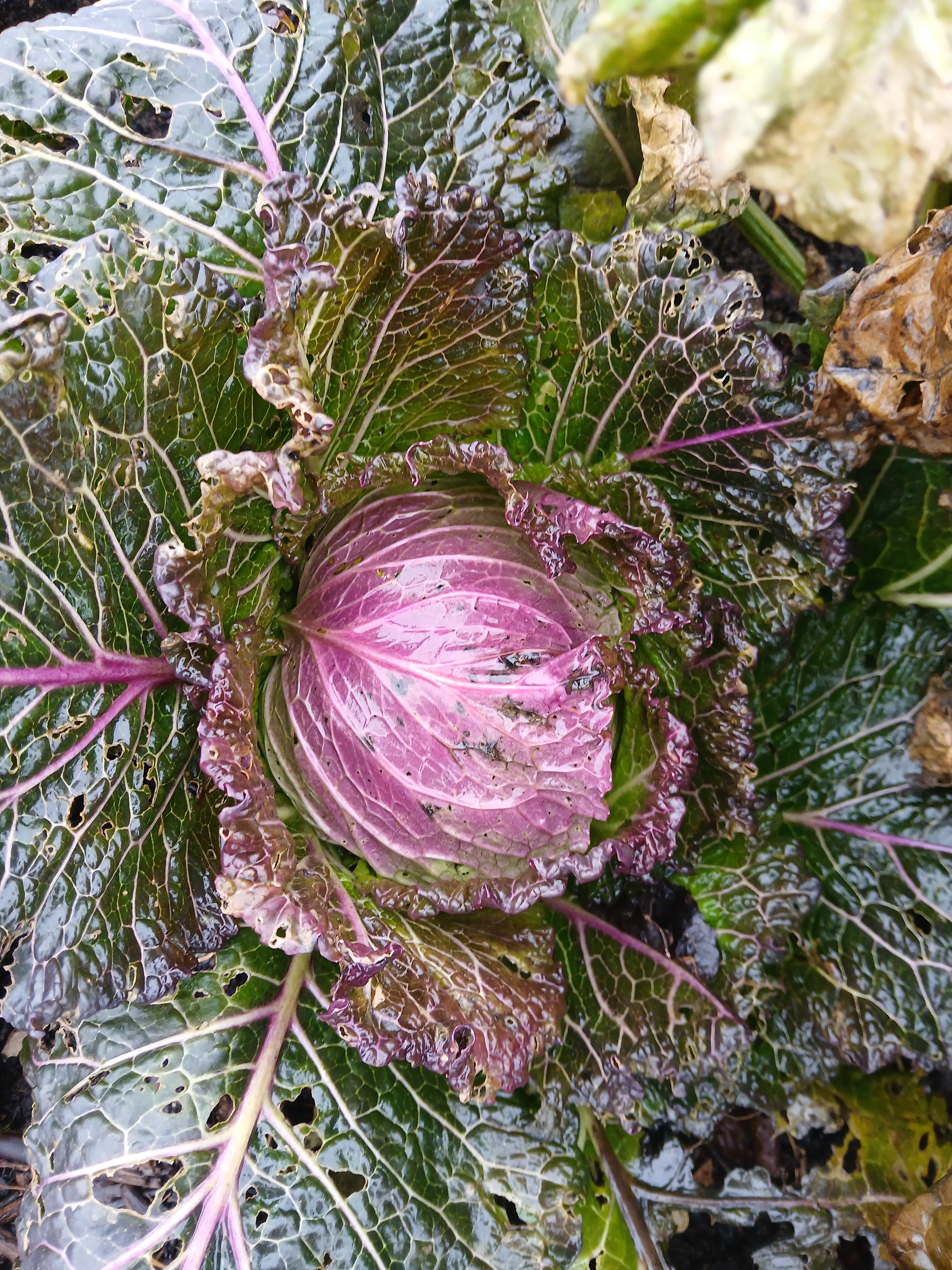 Chou de Milan d'hiver de Pontoise - 0,6kg