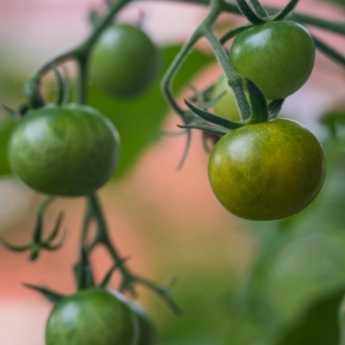 TOMATE Cerise Raisin vert Bio