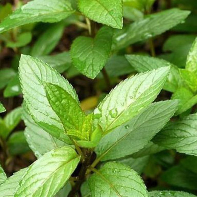 Alcoolature de menthe poivrée - 30ml