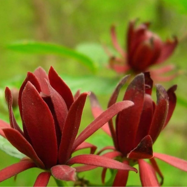 Arbre aux anémones - pot 2,5L
