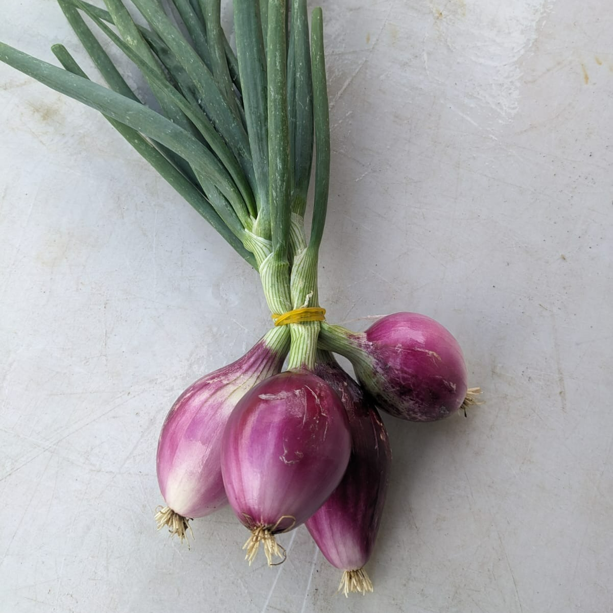 Oignons rouges (botte)
