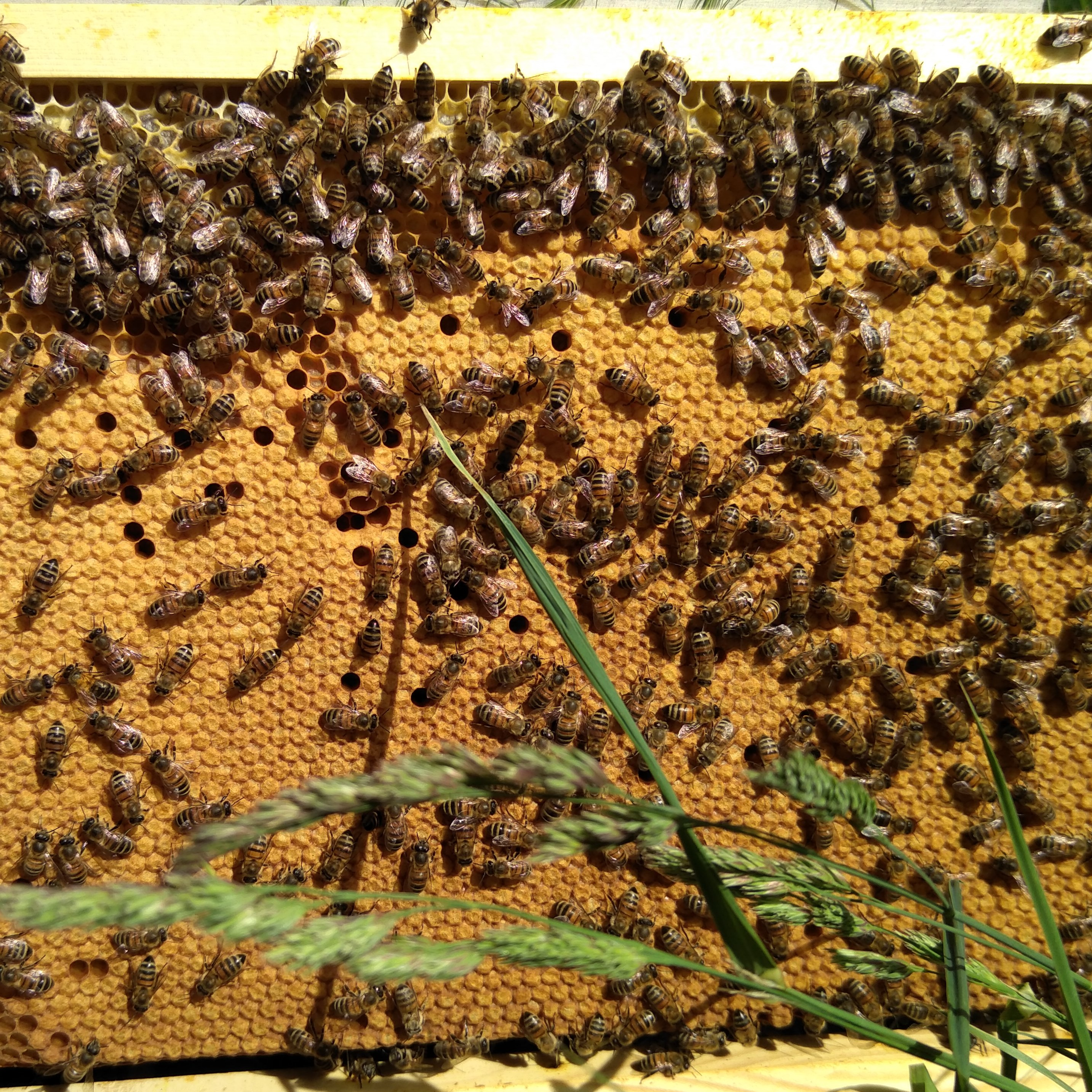 Essaim dadant 6 cadre avec reine de l année