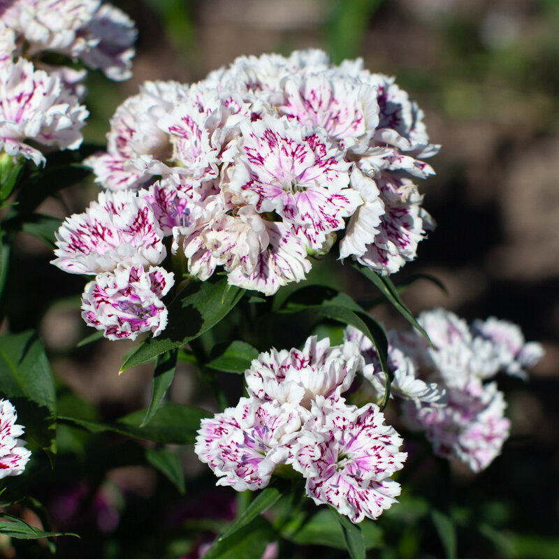 Plants fleurs- Oeillet chine doubles en mélange