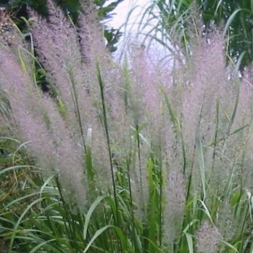 Calamagrostis brachytricha