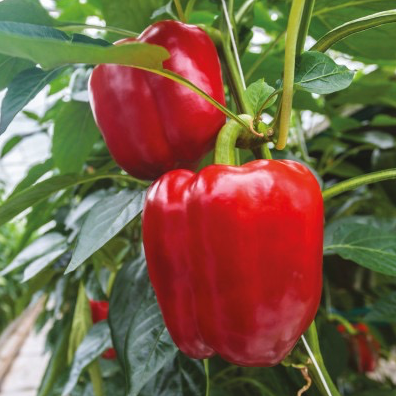 Plant Poivron Carré Vert/Rouge - 250g