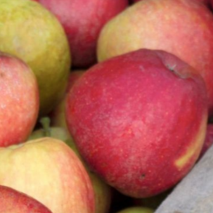 POMME REINETTE DES COTEAUX