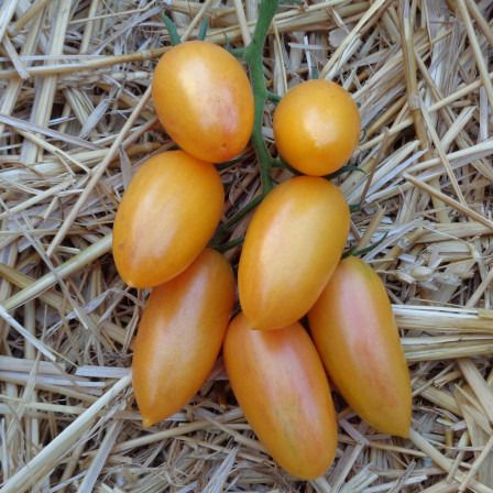Plant de tomate cerise cocktail Blush