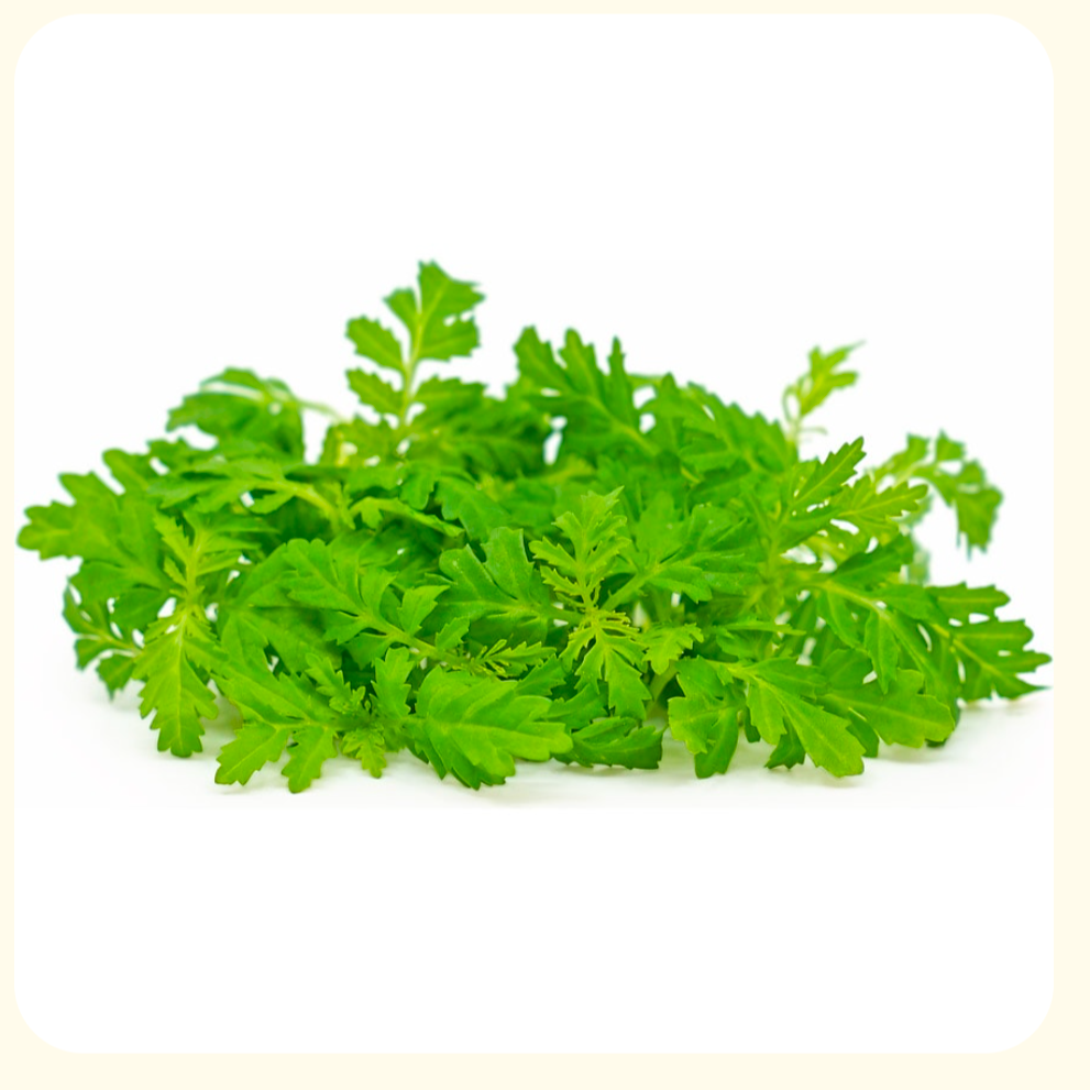 Tagète citron baby - 10g