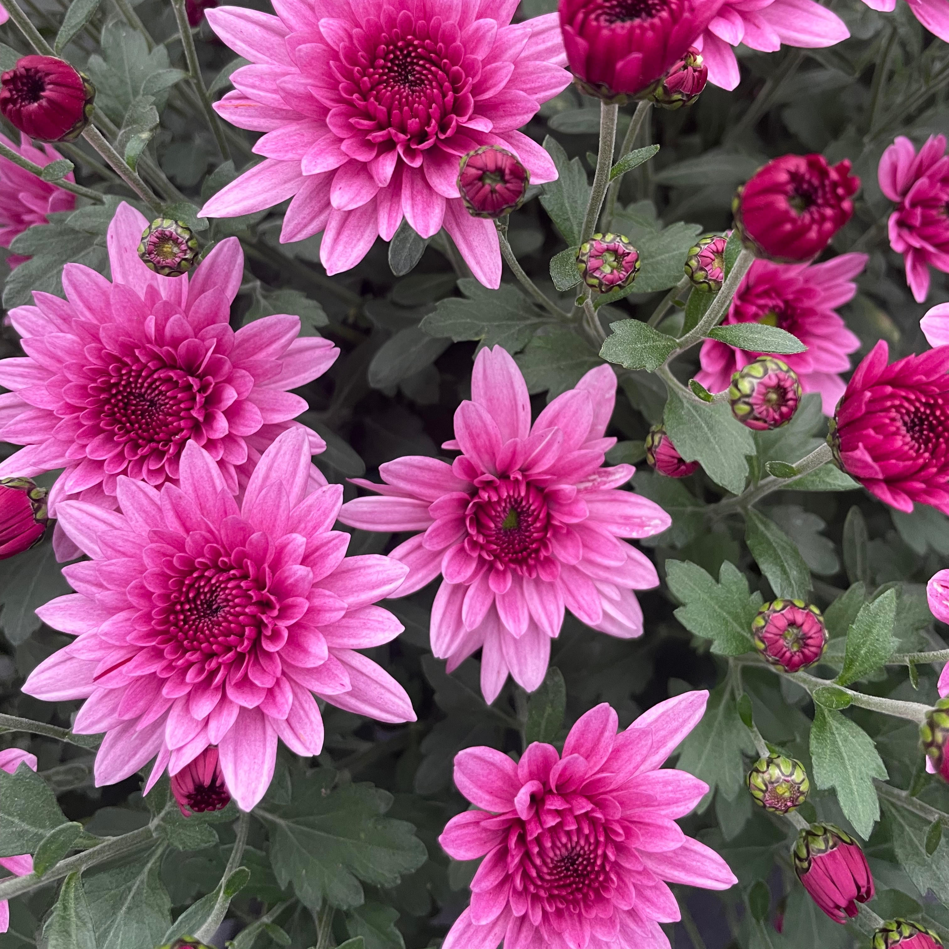 Chrysanthème Zoé Rose