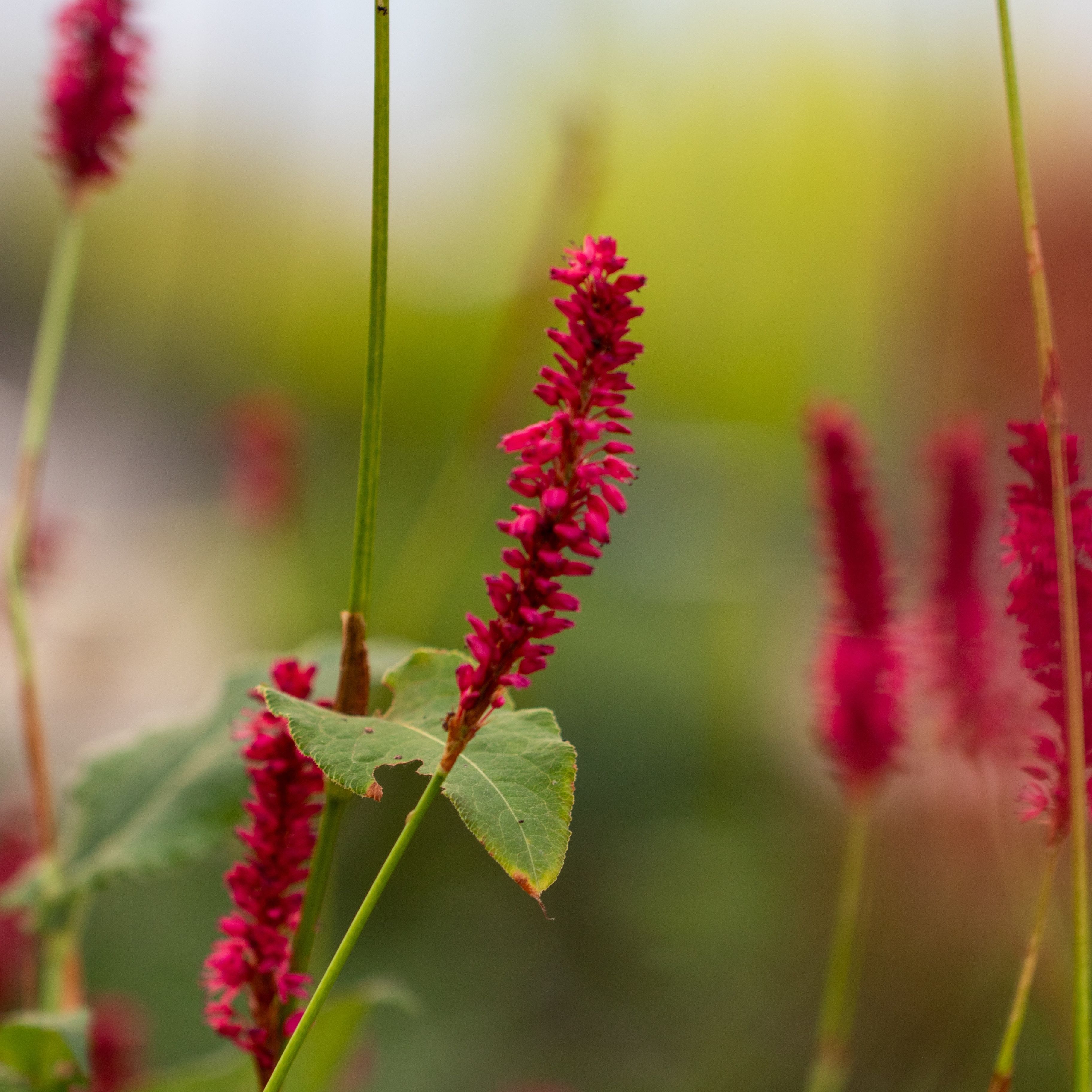 Persicaria amplexicaulis