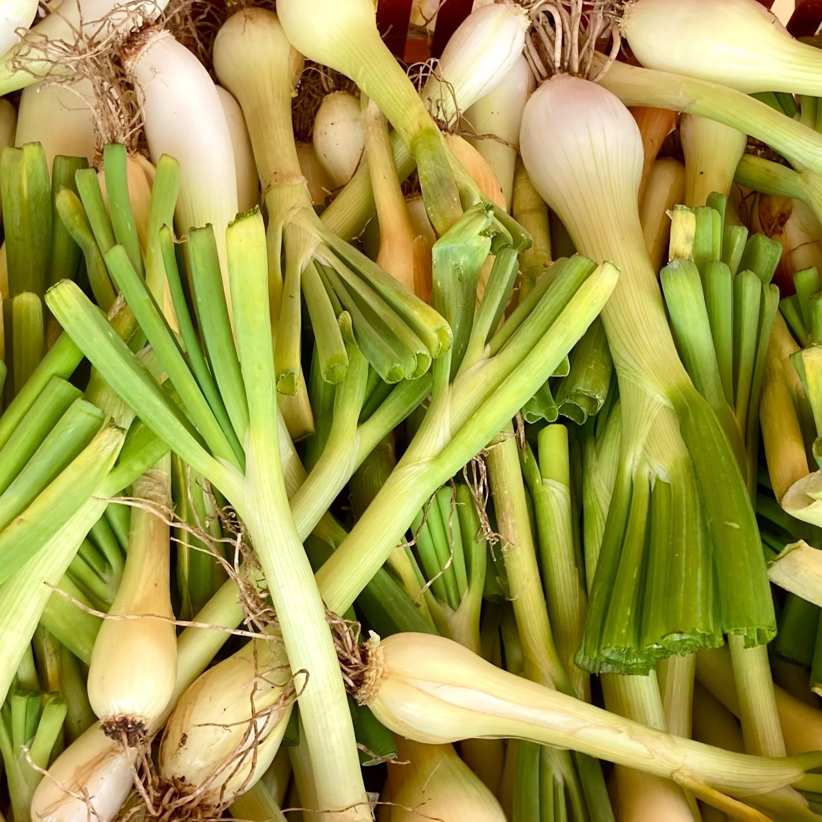 Oignon Blanc (Kg)
