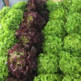 LOT DE SALADES x 2 au choix noter la variété souhaitée