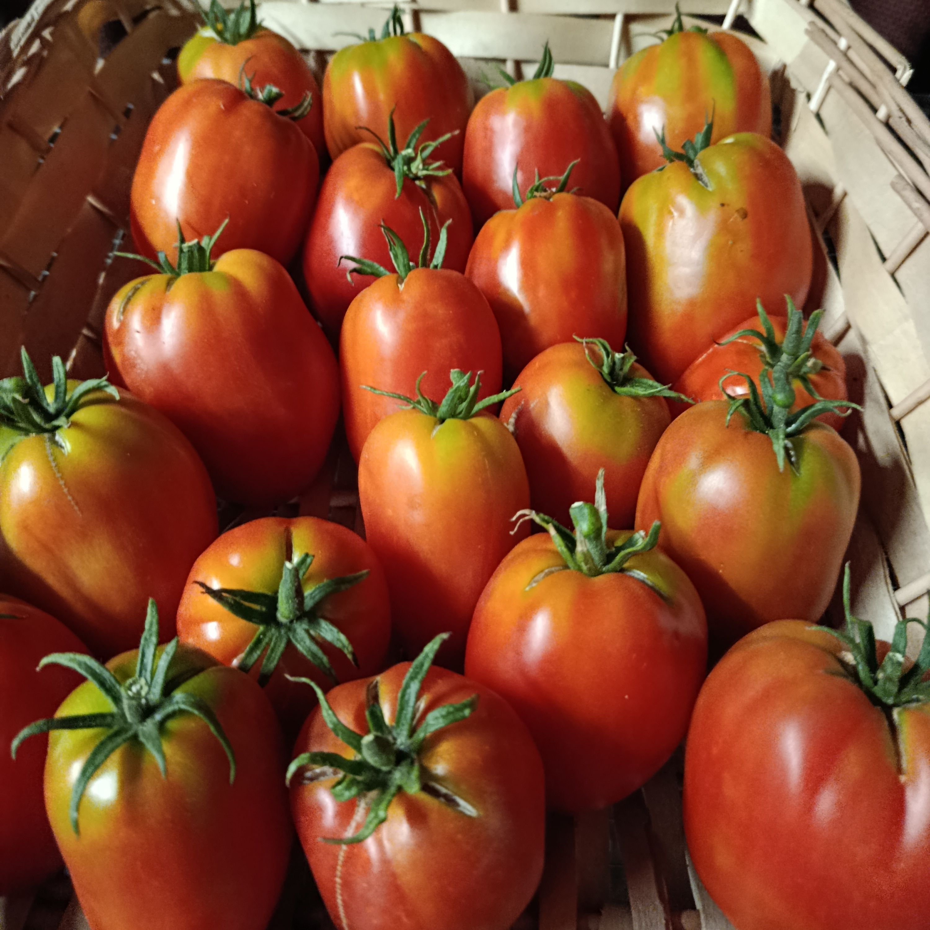 Tomate type coeur de boeuf