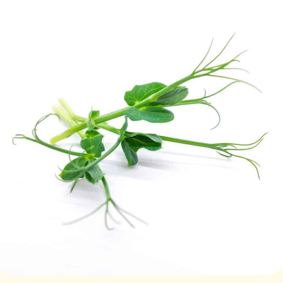 Petit pois baby - 10g